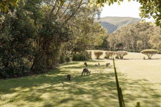 Sol Blanca - 100mtrs to beach - Yaroomba - 8