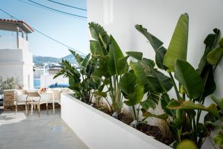 Short lemon tree - Naxos Chora - 2