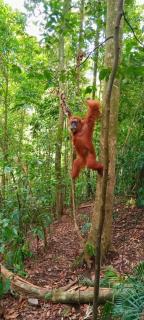 Umiyuki jungle tour only treking with as - Bukit Lawang - 4