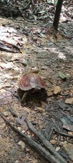 Umiyuki jungle tour only treking with as - Bukit Lawang - 6