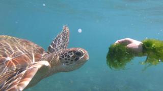 Turtle Beach House - Batigama - 5