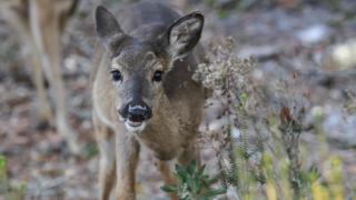 Beachcrest 102 - Santa Rosa Beach - 9