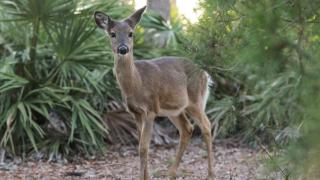 Beachcrest 402 - Santa Rosa Beach - 6