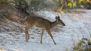 Beachside Condo 5 - 7