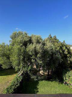 Corte dei Mori 239 - Liscia di Vacca - 5
