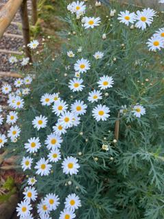 Rakkhao Inthanon homestay LoveInthanon - 1