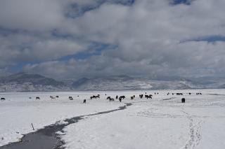 Miyinxianye Snow Mountain Makino Migratory Bird Viewing B&B Napa Sea Scenic Area Branch - Shangri-La - 6