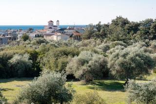 Olive valley - Potos - 5