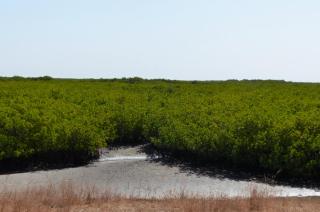 Chez Niominka Bi à Niodior - 1