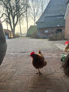 Onder de paardenkastanje - Empe - 1