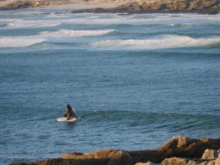 Seafront Villa - Whale Bay Luxury Retreat - 9