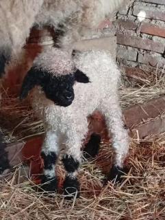 Les Blés Dorés et Les Graines de Lin, 2 gîtes à la Ferme avec moutons et piscine, à côté de Beaune - Corgengoux - 9