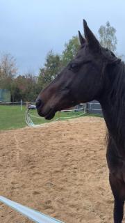 Ferienwohnung Monteurzimmer Zülpich Bauernhof EH J - 9