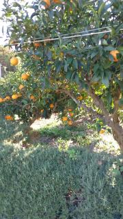 Jenny`s House - Supetar - 9