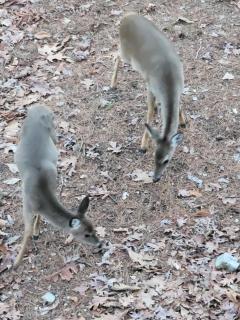 Bear Den on Lake Ouachita 2BR Condo at Mountain Harbor Resort - Mount Ida - 5