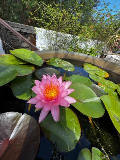 Lotus Garden - Île de la Réunion - Ravine des Cabris - 0
