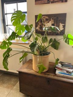 vakantiewoning Terminus - 3