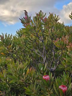 Brandys beach house bettys bay - 4