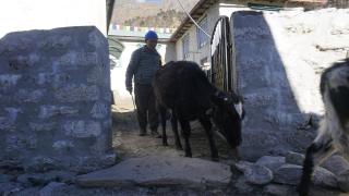 Gyalzen Home - Khumjung - 4