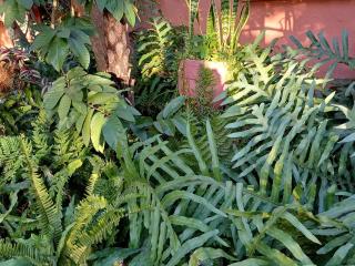 A Jungle House - 1