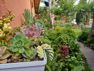 A Jungle House - - 6