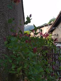 Charmante Chambre "Coquelicots ", chez l'habitant - - 1