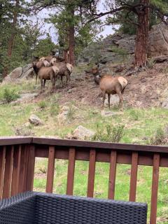 Lux 3BR Home - Wildlife & Views near RMNP - 5