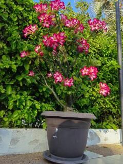Conjunto Santa Ana - Flandes - 1