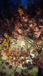 薔薇谷 民宿字108號 - 4