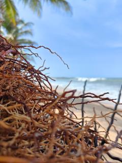 Harmony Beach Hotel - 5