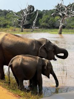 Tented Safari Camp by Base Camp Yala - Yala - 7