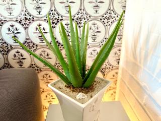 Deichhof Whg Möwennest - 4