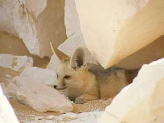 White desert safari tour - 1