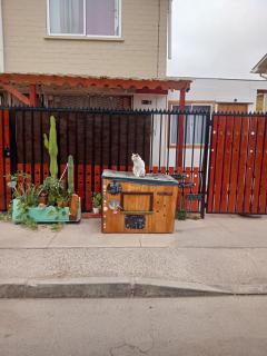 La profe - Coquimbo - 9