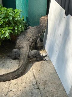 Serenity Villa Hikkaduwa - 5