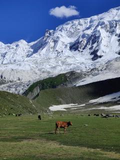 Galib Camping Site Minapin Hunza Nagar Gilgit Baltistan Pakistan - Minapin - 7