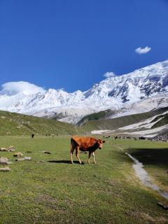 Galib Camping Site Minapin Hunza Nagar Gilgit Baltistan Pakistan - Minapin - 8