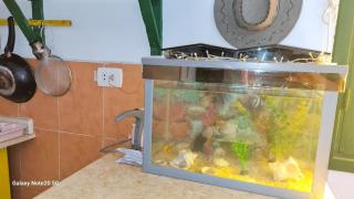 Cactus - Dahab - 6