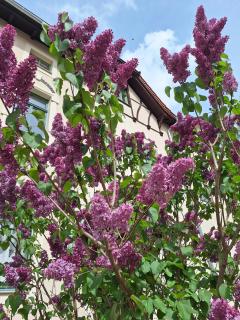 Zillestuben Altenburg - 2