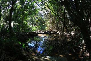 Casa em Garopaba - Praia Silveira, Brasil - Garopaba - 2