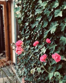 Gemütliche Bauernkate auf dem Hof Hospitalmühle - 7