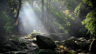 Sumatra Orangutan Treks & Eco jungle trekking activity - 3