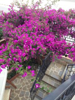 BOUGAINVILLEA Relax e Mare a 50m, in Centro! - 0