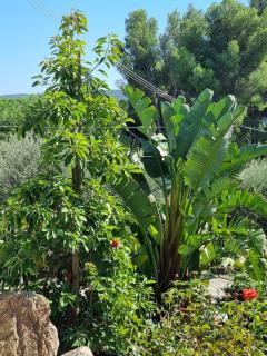 Elba-bella casa in Campagna, meraviglioso giardino, animali ammessi - Casa Alzi - 2
