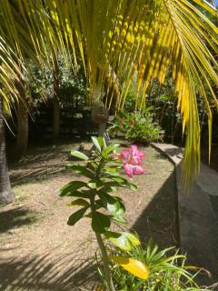 EDEN Mango - Terre-de-Haut - 9