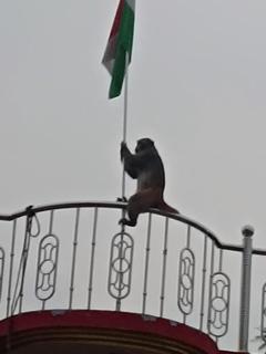 Pushpanjali grand inn - Ayodhya - 8