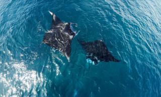 Manta Homestay - Raja Ampat - - 4