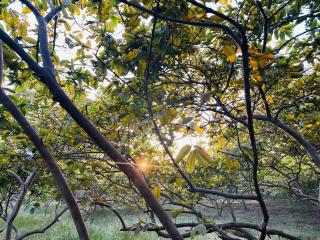 Raghunandan Resort Cottages - 2