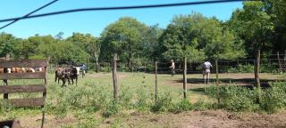 Establecimiento La Audelina - Colonia Elisa - 5