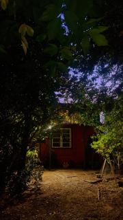 Un trozo de bosque en la ciudad - Santiago - 6